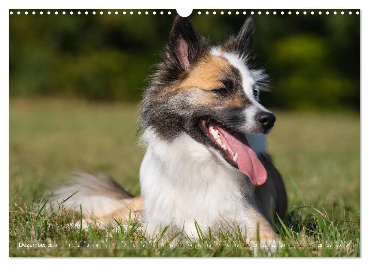 Bild: 9783457933251 | Islandhunde im Portrait (Wandkalender 2026 DIN A3 quer), CALVENDO...
