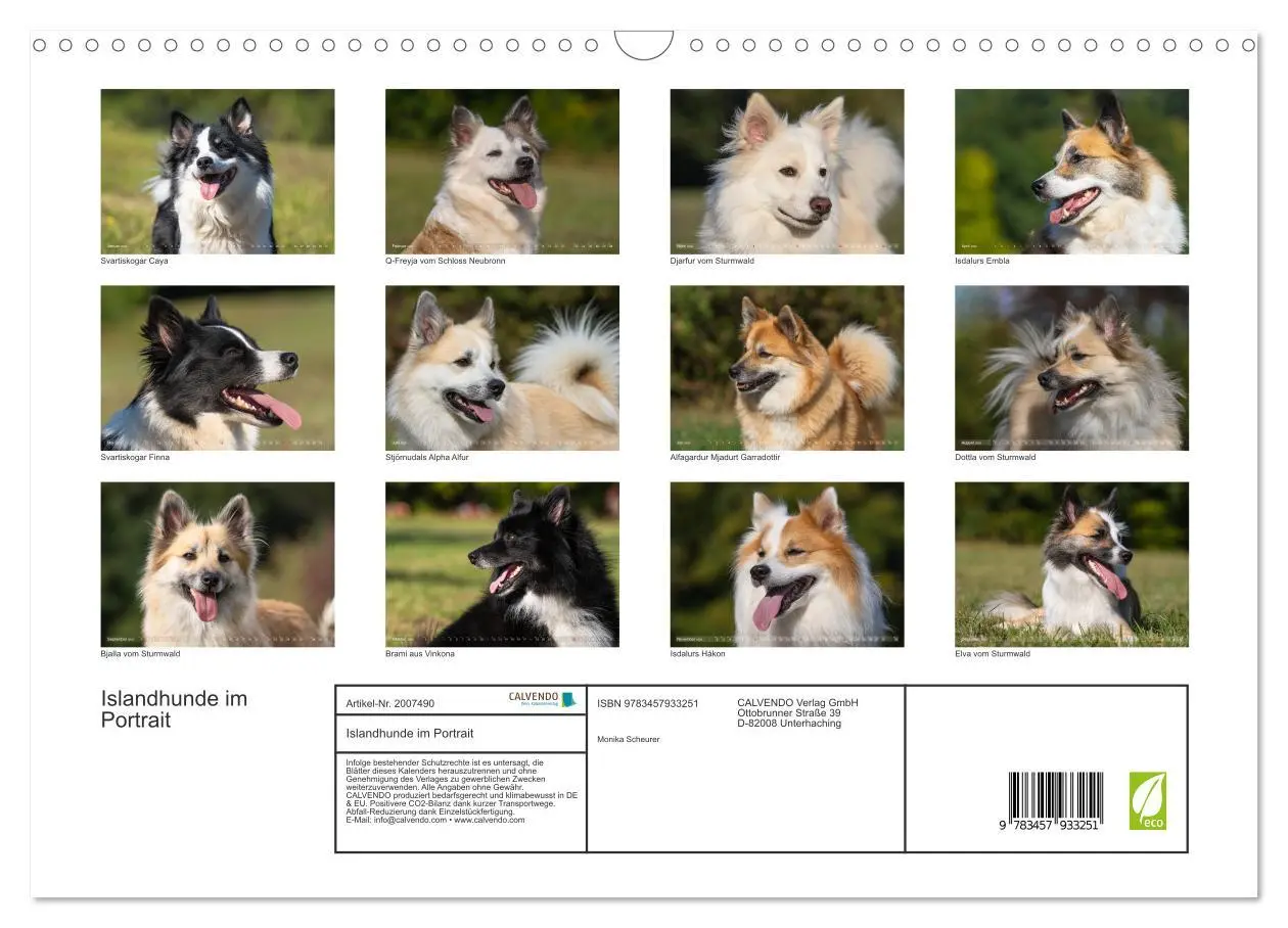 Bild: 9783457933251 | Islandhunde im Portrait (Wandkalender 2026 DIN A3 quer), CALVENDO...