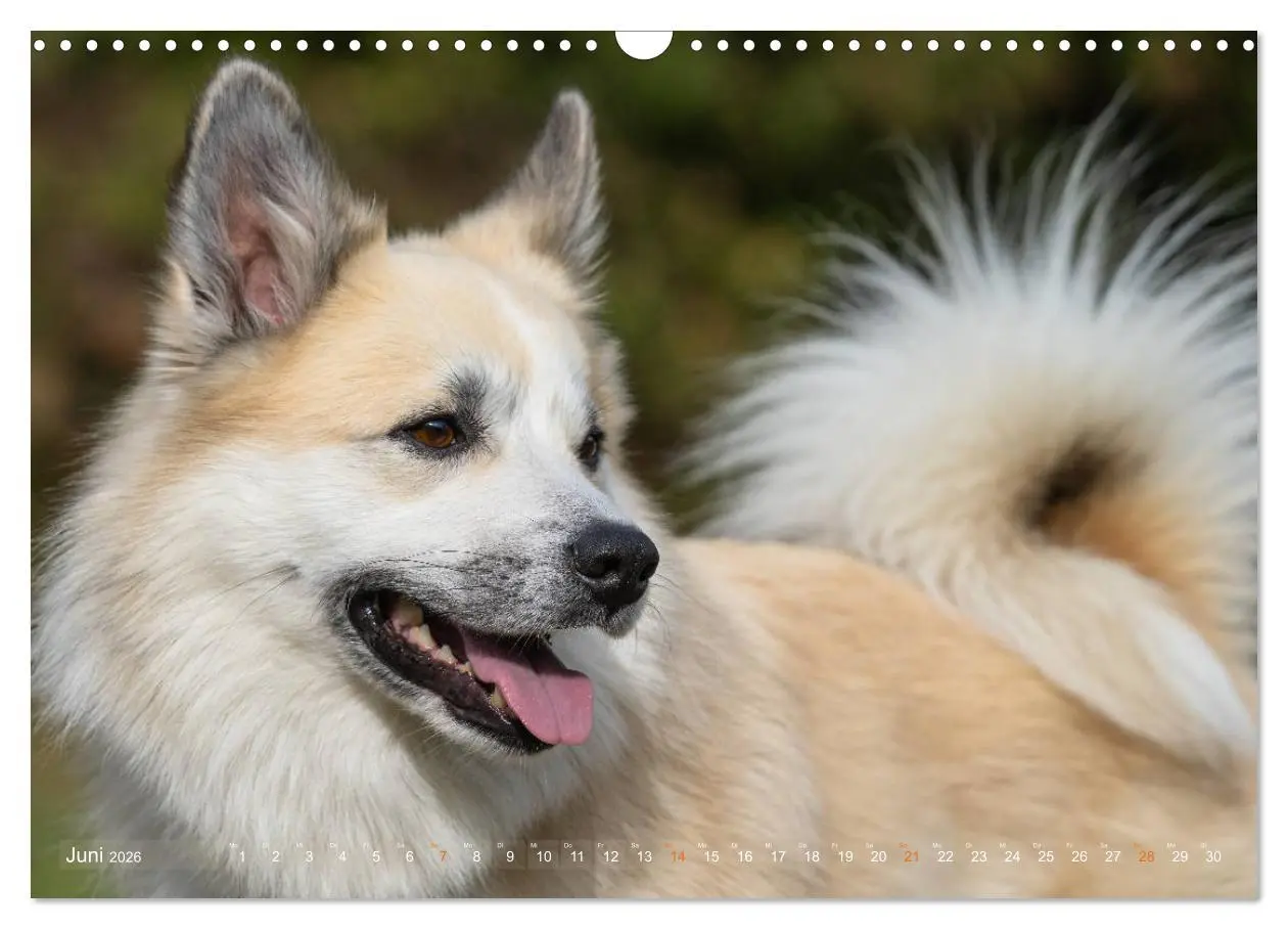 Bild: 9783457933251 | Islandhunde im Portrait (Wandkalender 2026 DIN A3 quer), CALVENDO...