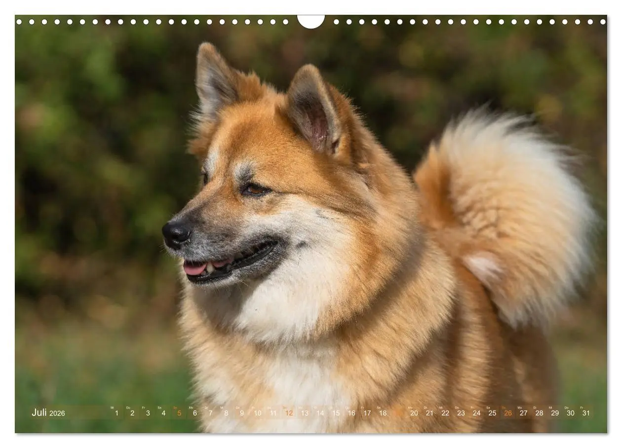 Bild: 9783457933251 | Islandhunde im Portrait (Wandkalender 2026 DIN A3 quer), CALVENDO...