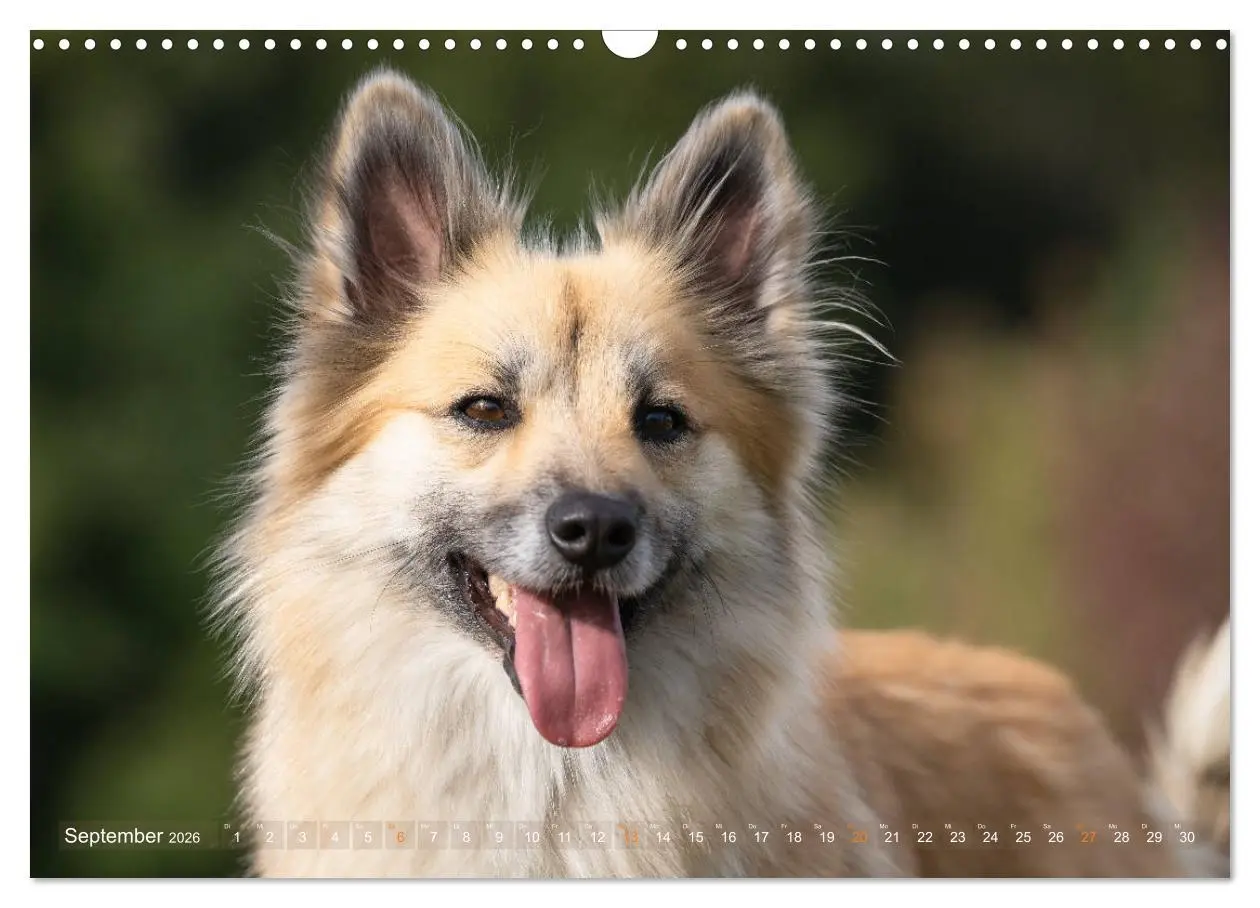 Bild: 9783457933251 | Islandhunde im Portrait (Wandkalender 2026 DIN A3 quer), CALVENDO...
