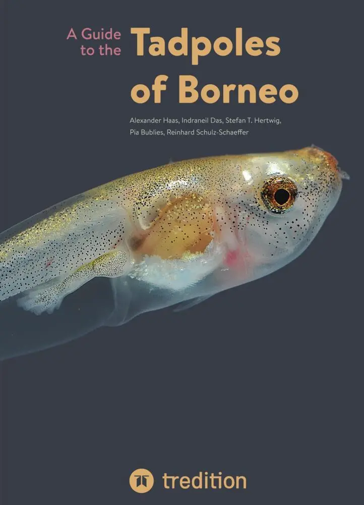 Cover: 9783347643451 | A Guide to the Tadpoles of Borneo | Alexander Haas (u. a.) | Buch