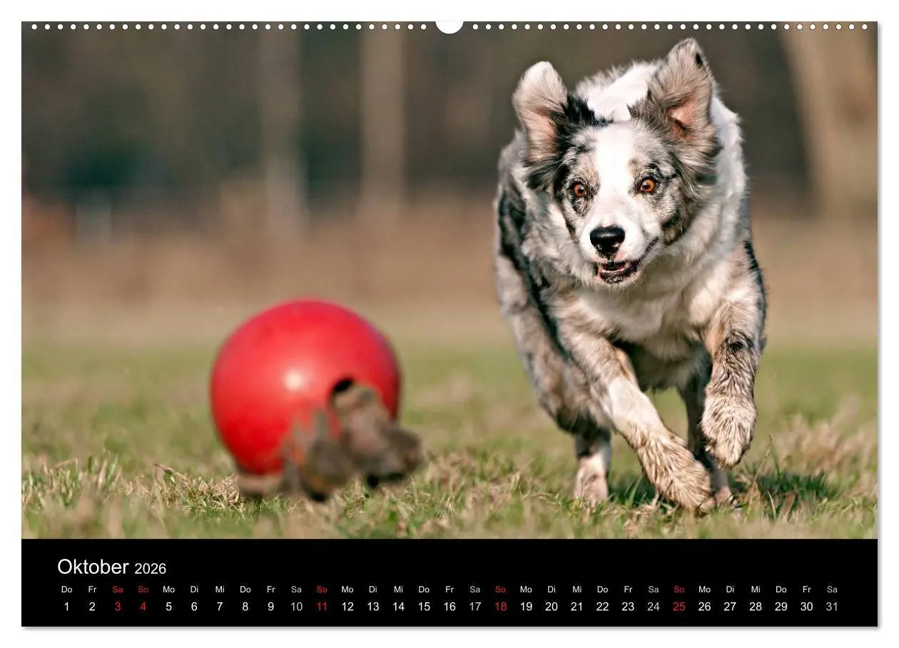 Bild: 9783516173451 | Border Collies (Wandkalender 2026 DIN A2 quer), CALVENDO...