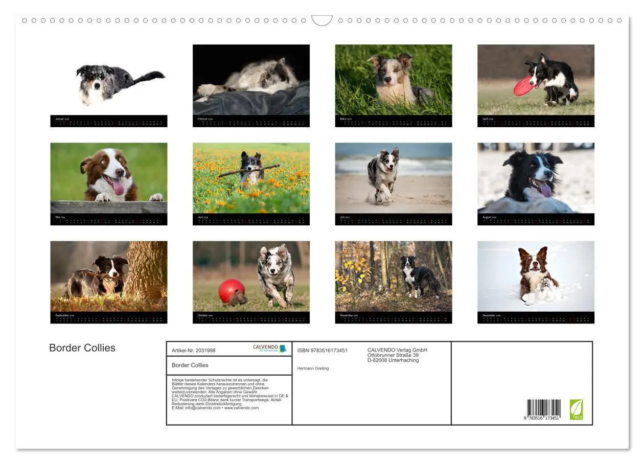 Bild: 9783516173451 | Border Collies (Wandkalender 2026 DIN A2 quer), CALVENDO...