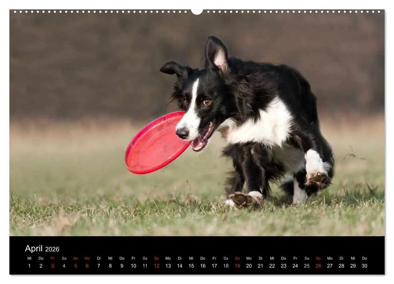 Bild: 9783516173451 | Border Collies (Wandkalender 2026 DIN A2 quer), CALVENDO...