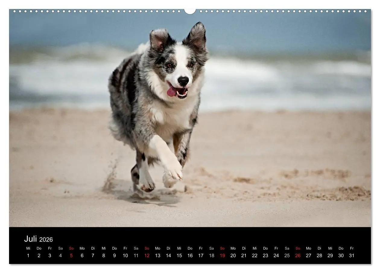 Bild: 9783516173451 | Border Collies (Wandkalender 2026 DIN A2 quer), CALVENDO...