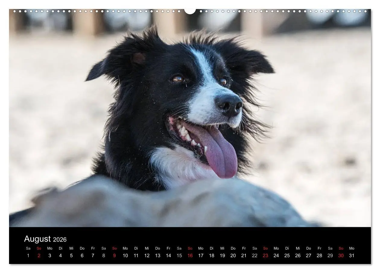 Bild: 9783516173451 | Border Collies (Wandkalender 2026 DIN A2 quer), CALVENDO...