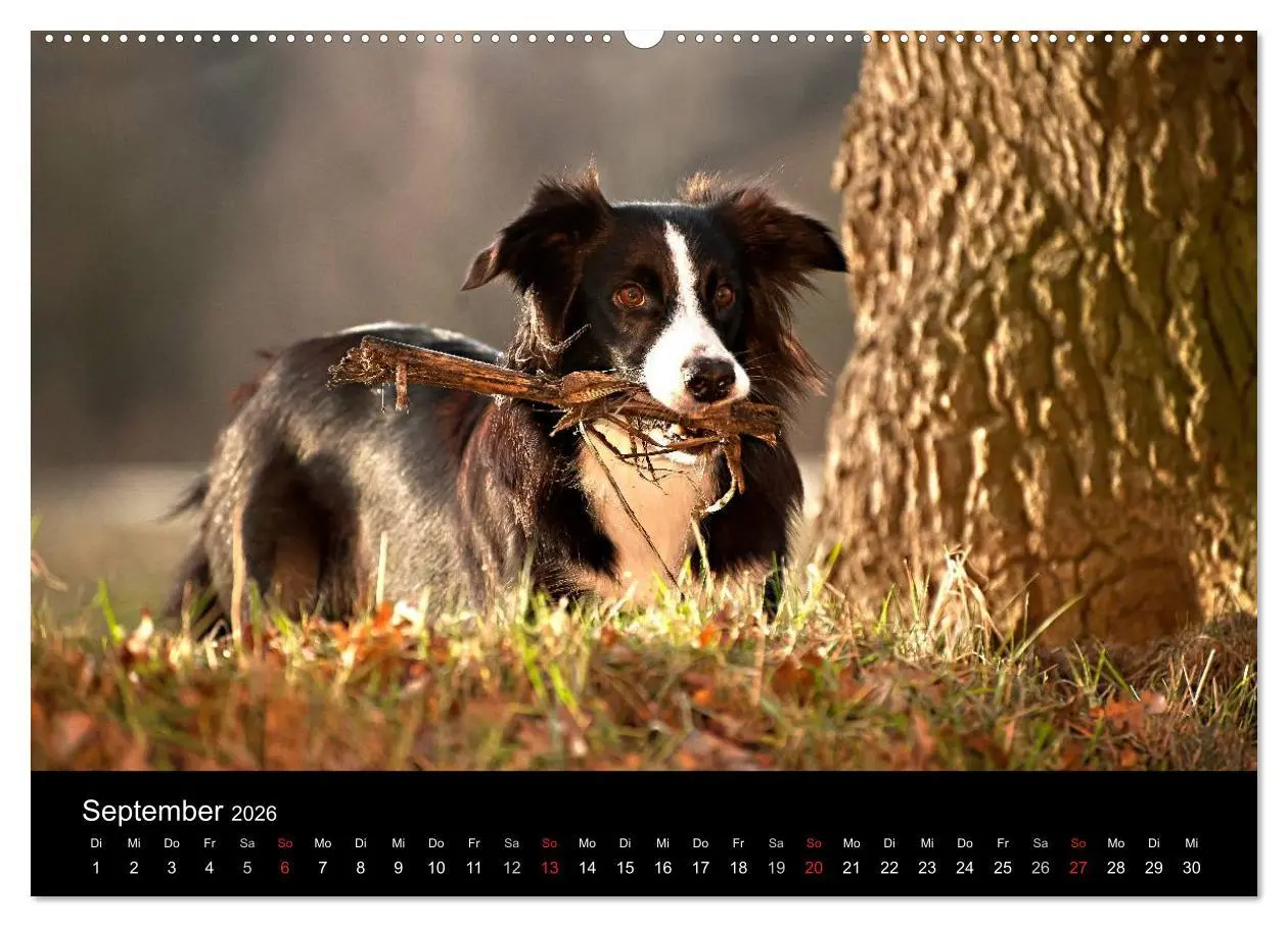 Bild: 9783516173451 | Border Collies (Wandkalender 2026 DIN A2 quer), CALVENDO...