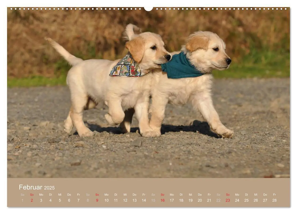 Bild: 9783435743551 | Golden Retriever (Wandkalender 2025 DIN A2 quer), CALVENDO...