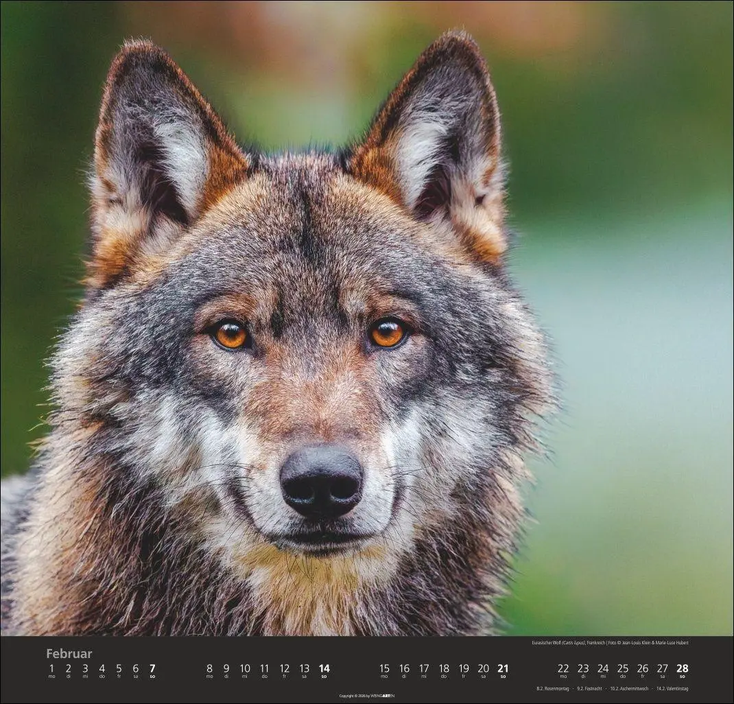Bild: 9783839903551 | Wölfe Kalender 2027 | Marie-Luce Hubert | Kalender | Spiralbindung
