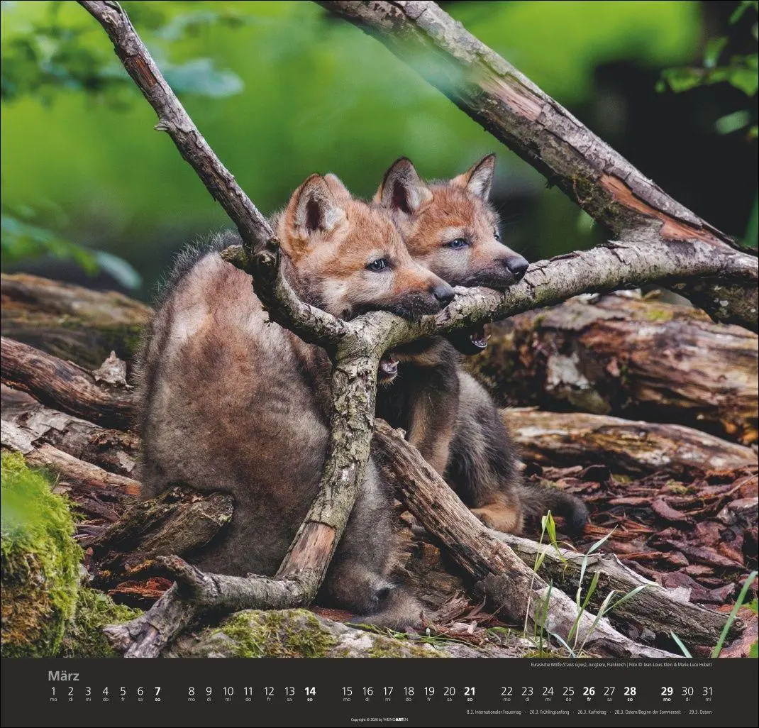 Bild: 9783839903551 | Wölfe Kalender 2027 | Marie-Luce Hubert | Kalender | Spiralbindung
