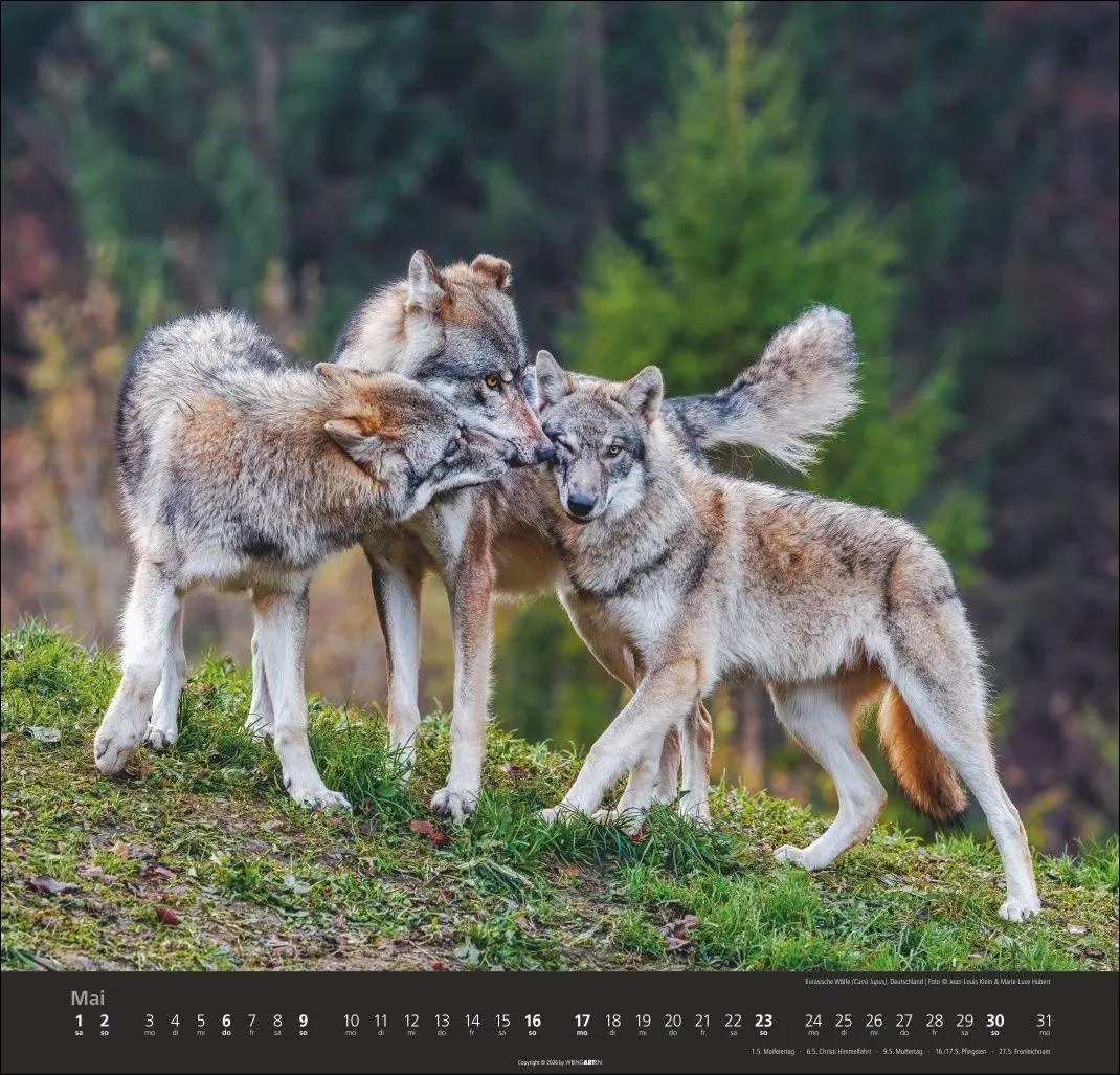 Bild: 9783839903551 | Wölfe Kalender 2027 | Marie-Luce Hubert | Kalender | Spiralbindung