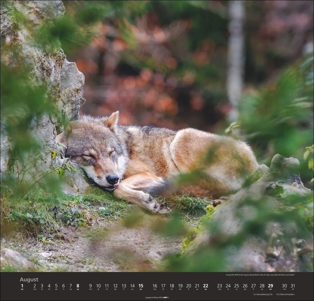 Bild: 9783839903551 | Wölfe Kalender 2027 | Marie-Luce Hubert | Kalender | Spiralbindung