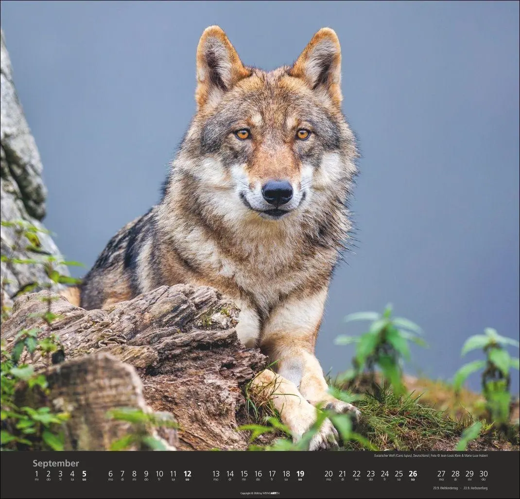 Bild: 9783839903551 | Wölfe Kalender 2027 | Marie-Luce Hubert | Kalender | Spiralbindung
