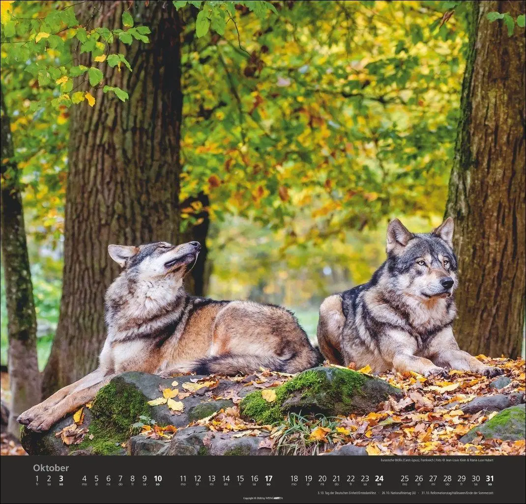 Bild: 9783839903551 | Wölfe Kalender 2027 | Marie-Luce Hubert | Kalender | Spiralbindung
