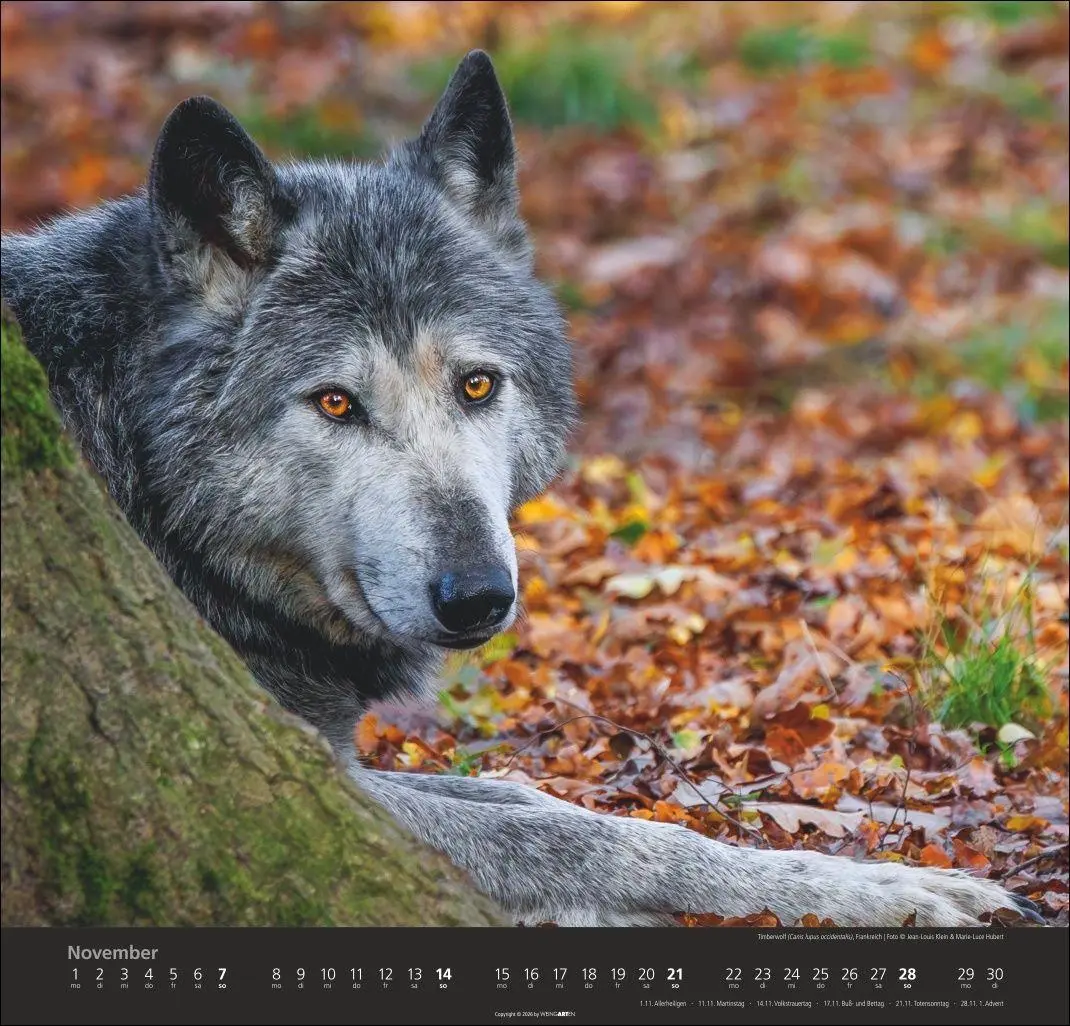 Bild: 9783839903551 | Wölfe Kalender 2027 | Marie-Luce Hubert | Kalender | Spiralbindung