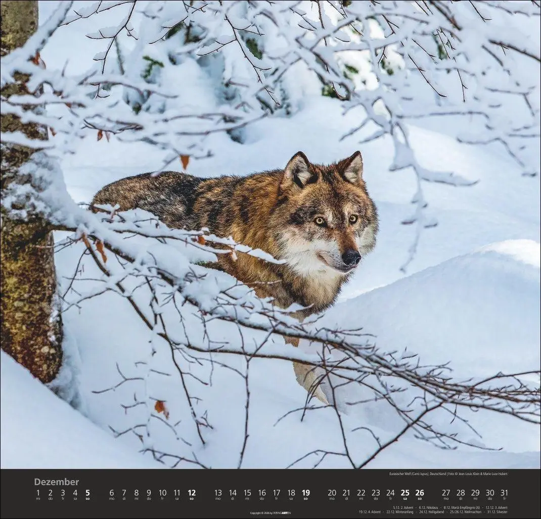 Bild: 9783839903551 | Wölfe Kalender 2027 | Marie-Luce Hubert | Kalender | Spiralbindung