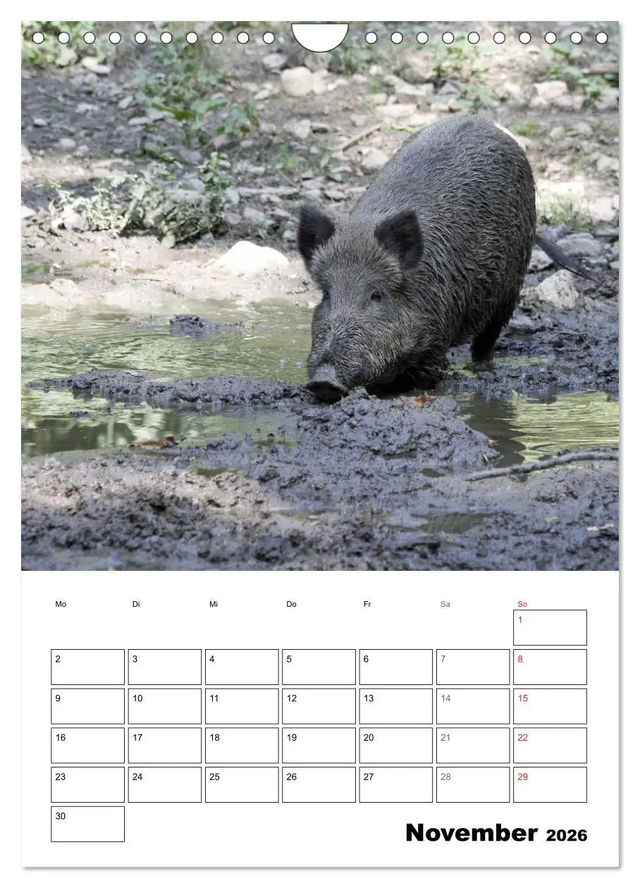 Bild: 9783516463651 | Der wildschweinische Terminplaner (Wandkalender 2026 DIN A4 hoch),...