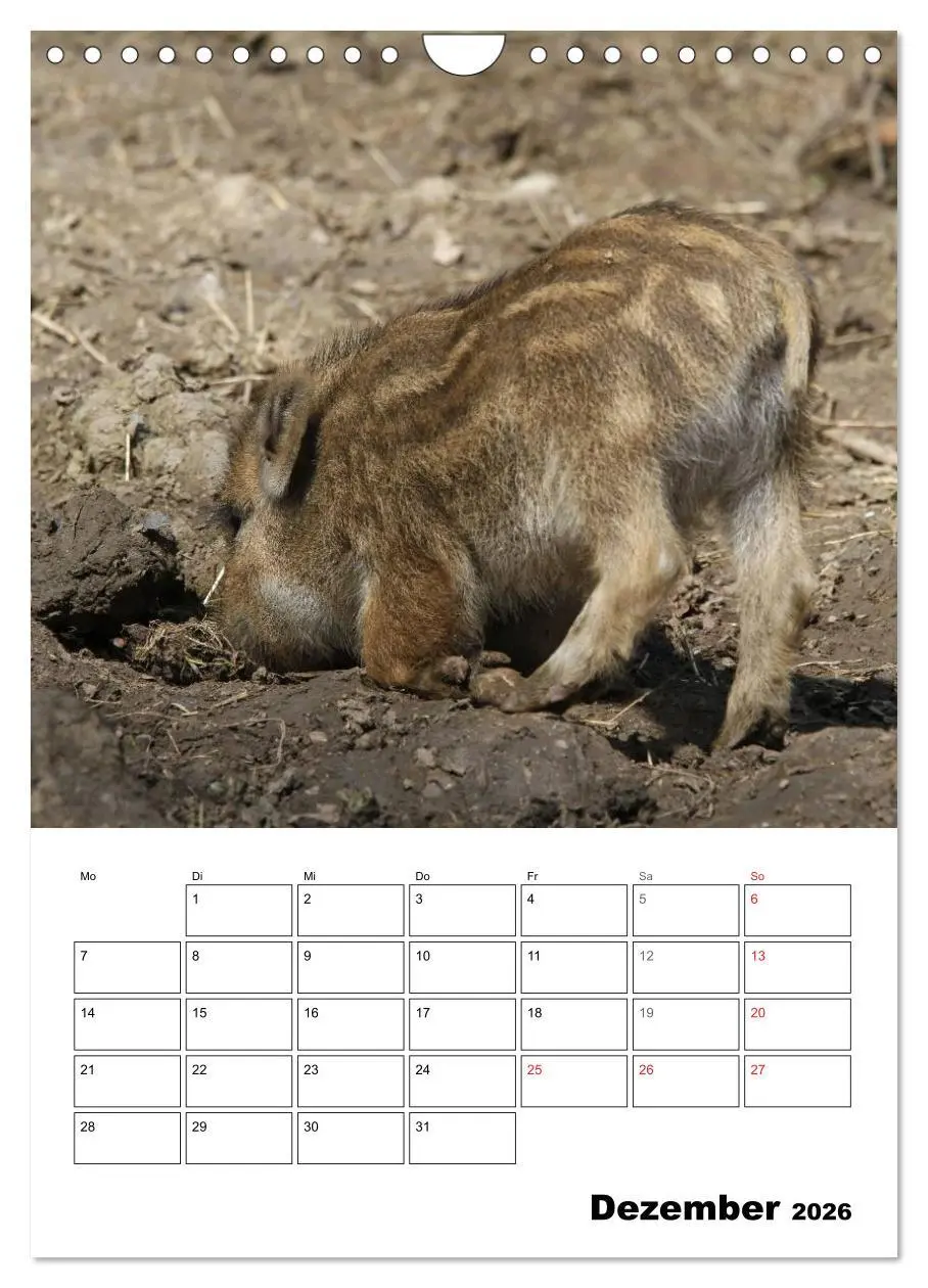 Bild: 9783516463651 | Der wildschweinische Terminplaner (Wandkalender 2026 DIN A4 hoch),...