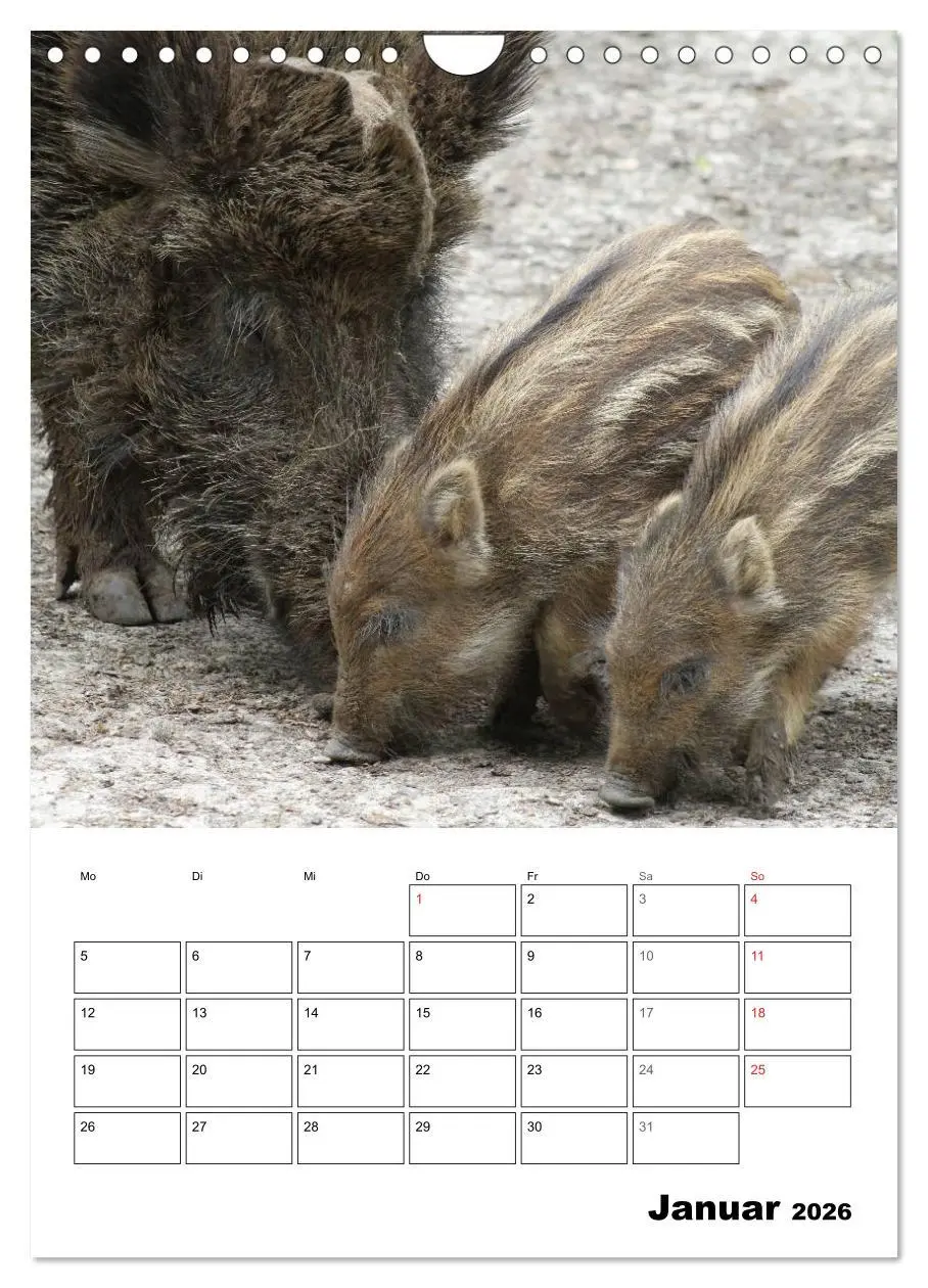 Bild: 9783516463651 | Der wildschweinische Terminplaner (Wandkalender 2026 DIN A4 hoch),...