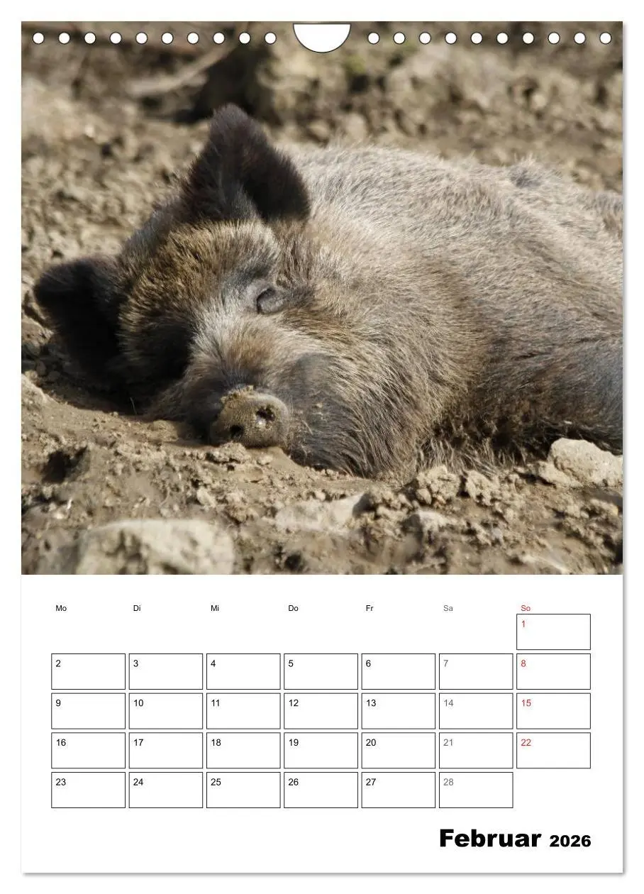Bild: 9783516463651 | Der wildschweinische Terminplaner (Wandkalender 2026 DIN A4 hoch),...