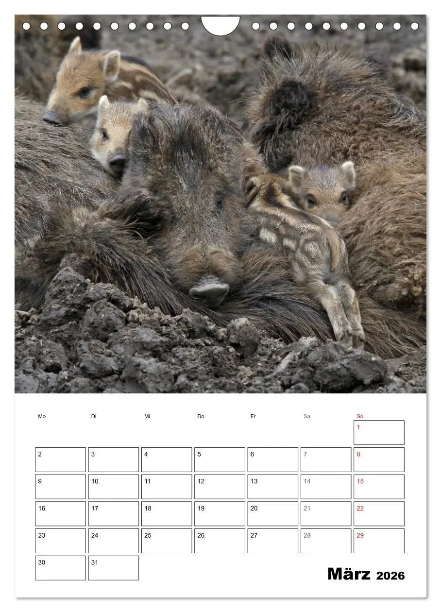Bild: 9783516463651 | Der wildschweinische Terminplaner (Wandkalender 2026 DIN A4 hoch),...
