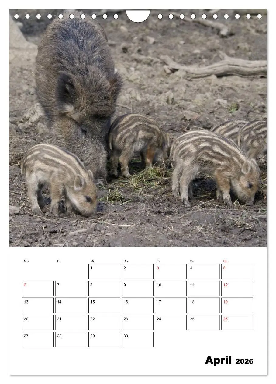Bild: 9783516463651 | Der wildschweinische Terminplaner (Wandkalender 2026 DIN A4 hoch),...