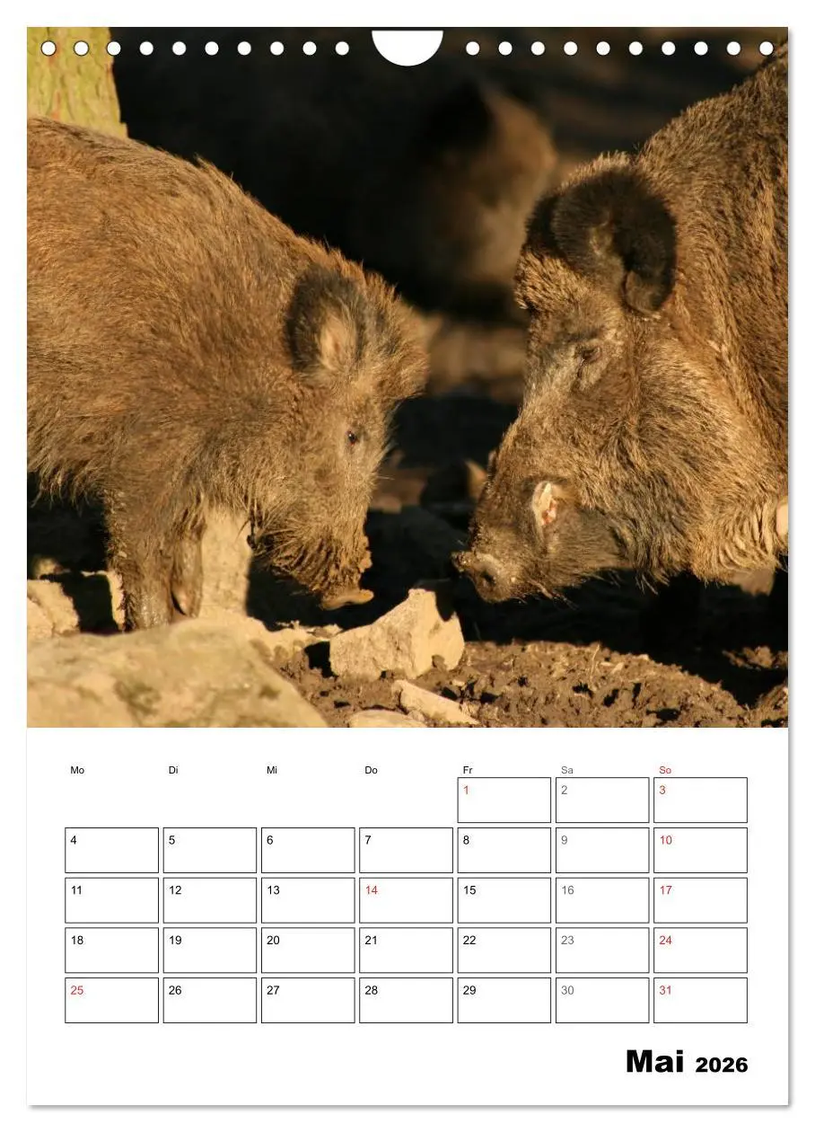 Bild: 9783516463651 | Der wildschweinische Terminplaner (Wandkalender 2026 DIN A4 hoch),...