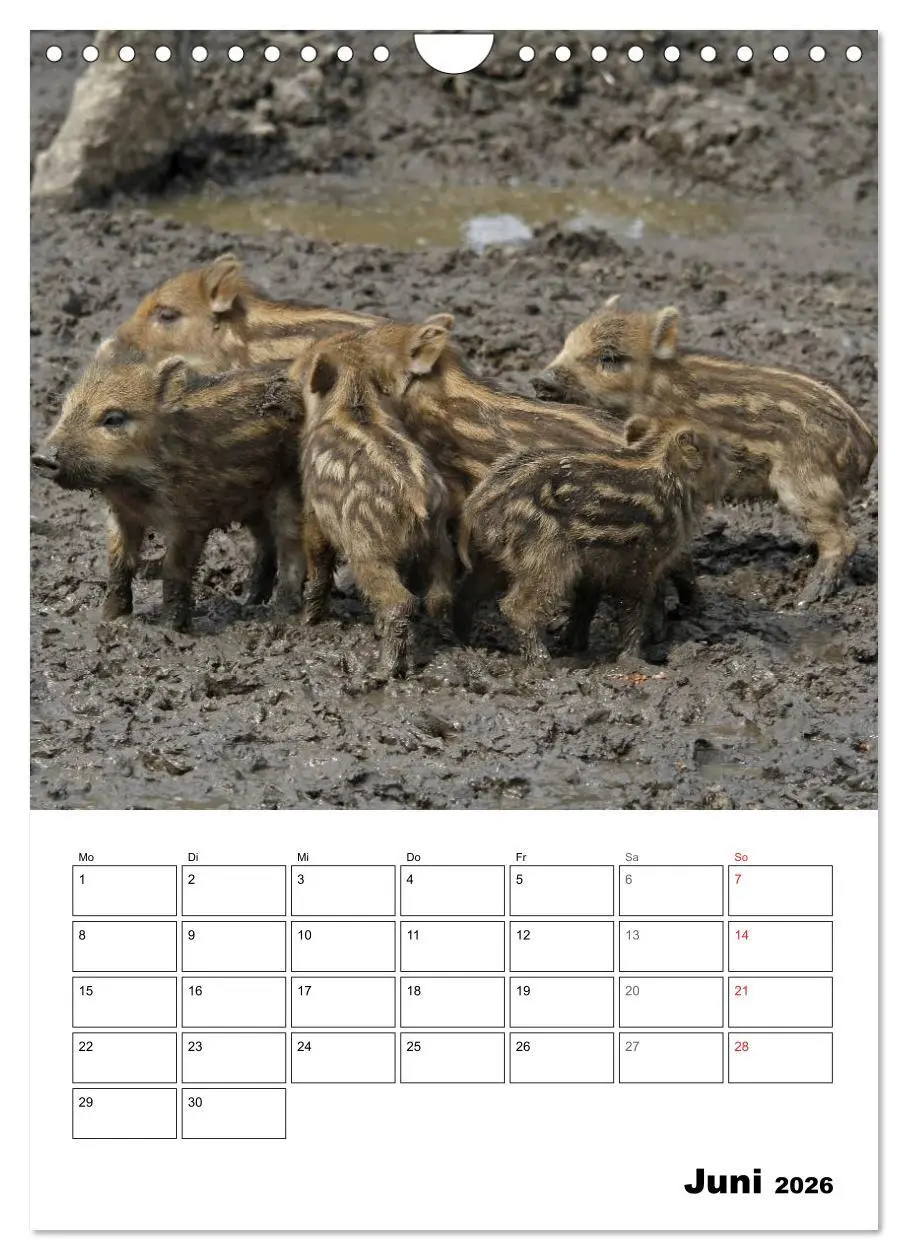 Bild: 9783516463651 | Der wildschweinische Terminplaner (Wandkalender 2026 DIN A4 hoch),...