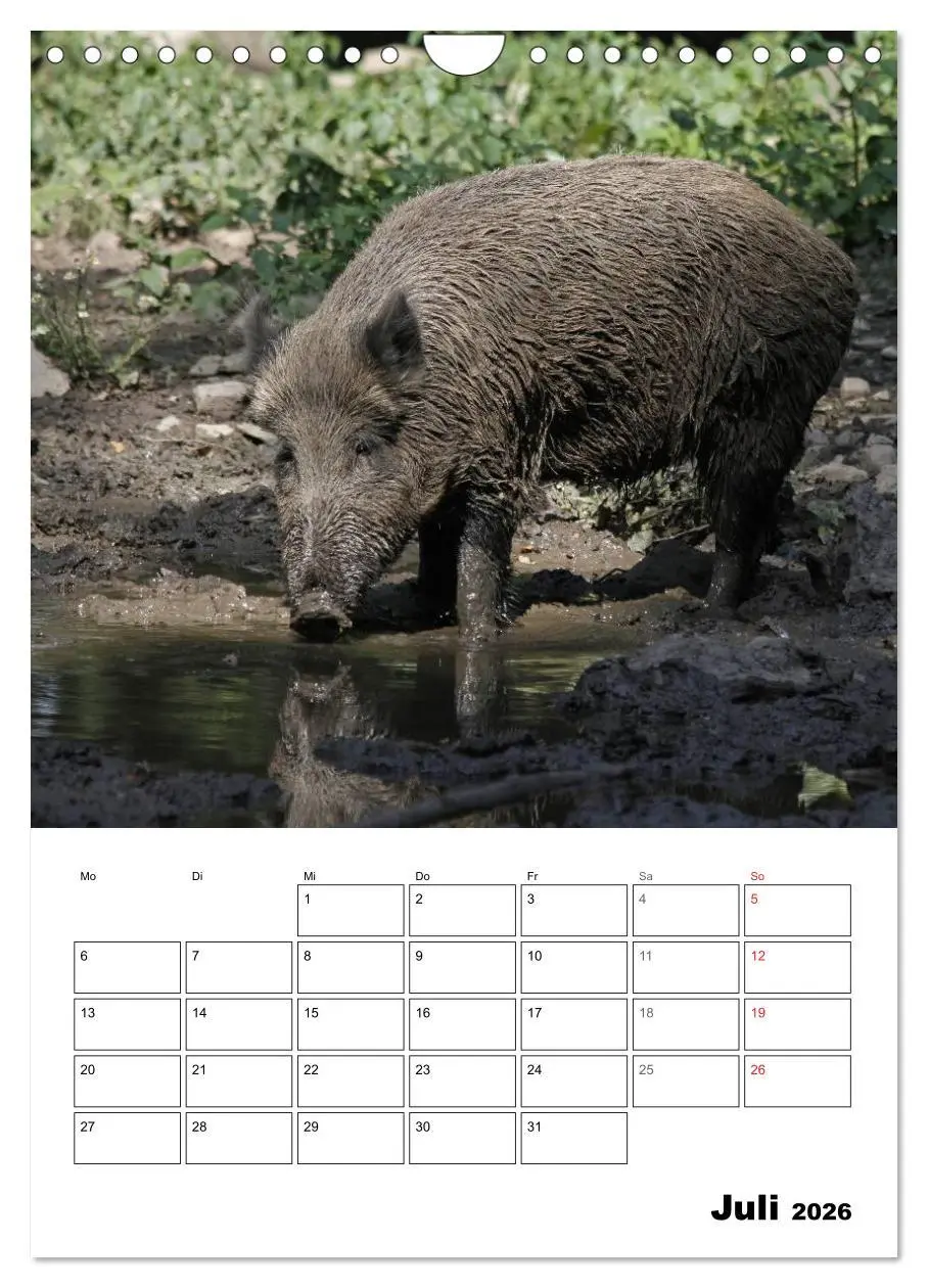 Bild: 9783516463651 | Der wildschweinische Terminplaner (Wandkalender 2026 DIN A4 hoch),...