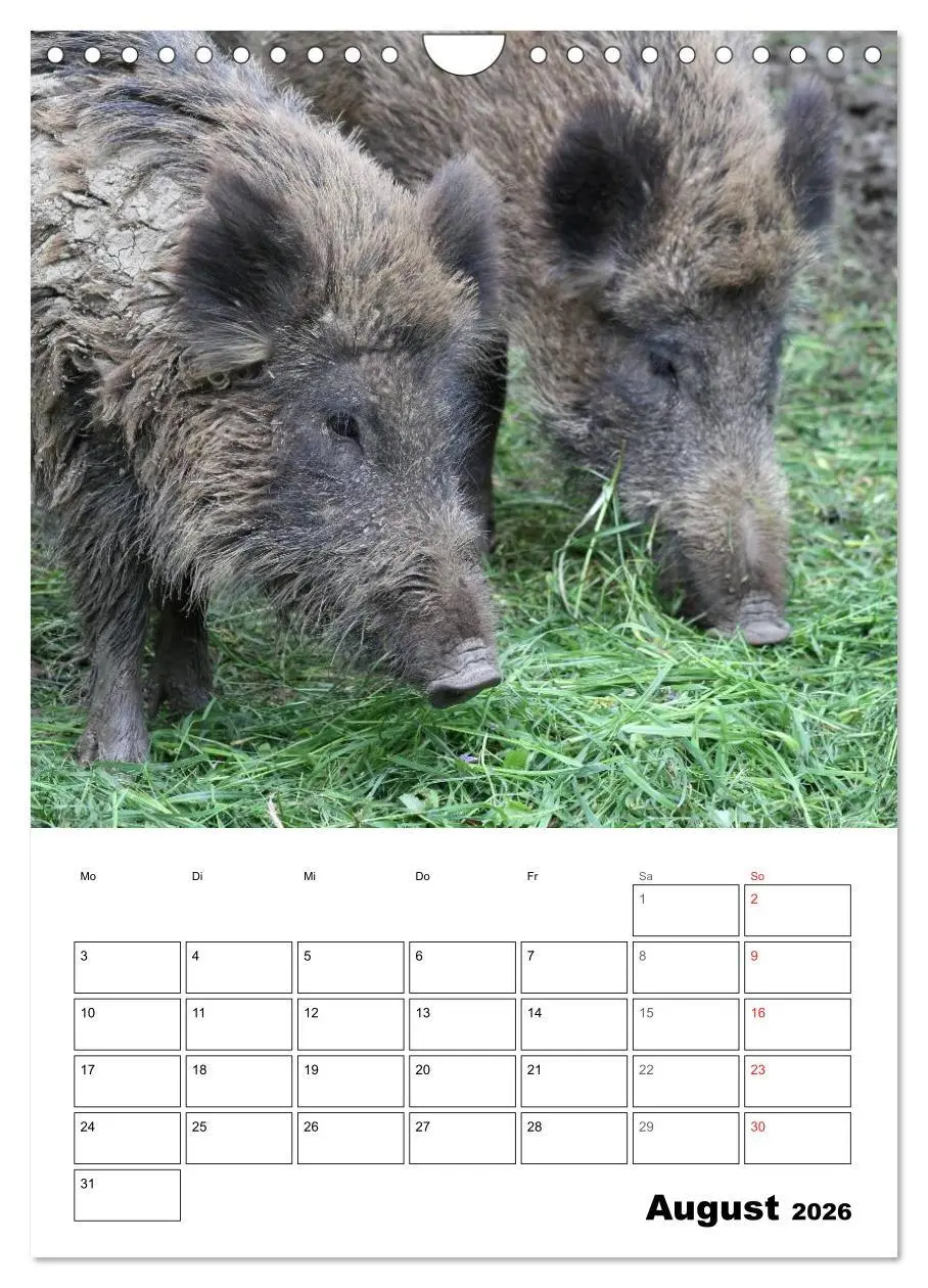 Bild: 9783516463651 | Der wildschweinische Terminplaner (Wandkalender 2026 DIN A4 hoch),...