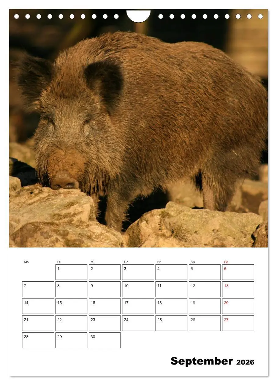 Bild: 9783516463651 | Der wildschweinische Terminplaner (Wandkalender 2026 DIN A4 hoch),...