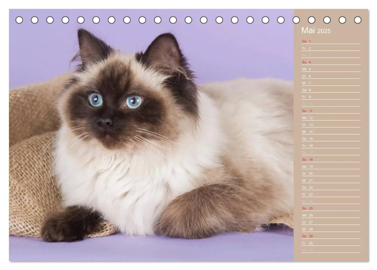 Bild: 9783435723751 | Zauberhafte Ragdolls / Geburtstagskalender (Tischkalender 2025 DIN...