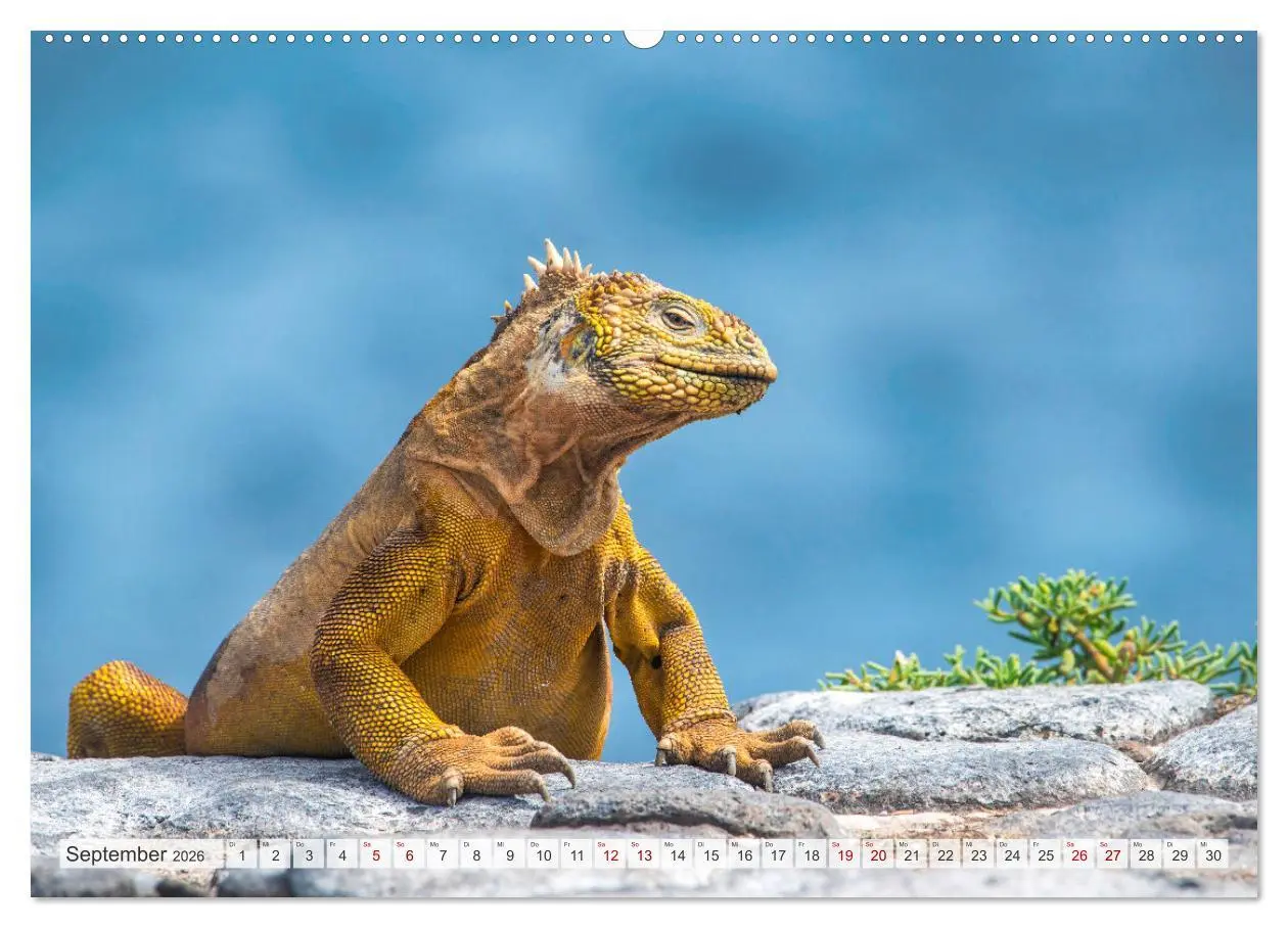 Bild: 9783457433751 | Drachen: Geheimnisvolles Tierreich (hochwertiger Premium...