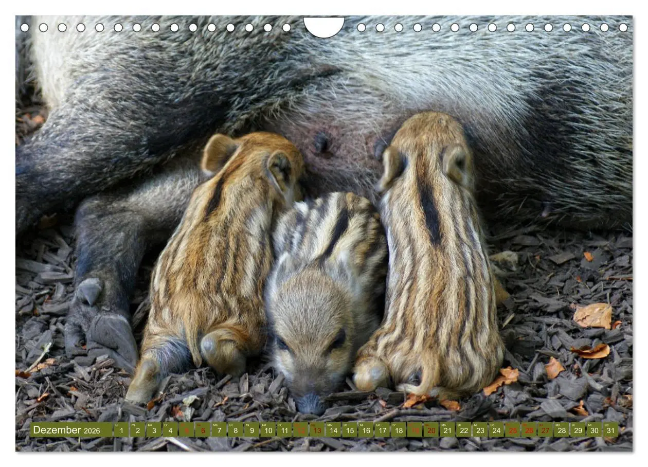 Bild: 9783457893951 | Wildschweins Kinderstube - Freche Frischlinge (Wandkalender 2026...