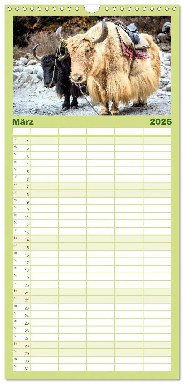 Bild: 9783516503951 | Familienplaner 2026 - Yaks - auf steinigen Pfaden mit 5 Spalten...