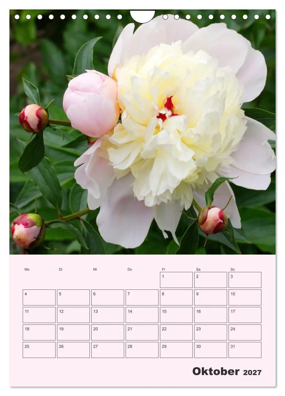 Bild: 9783569693951 | Pfingstrosen Rosen ohne Dornen (Wandkalender 2027 DIN A4 hoch),...