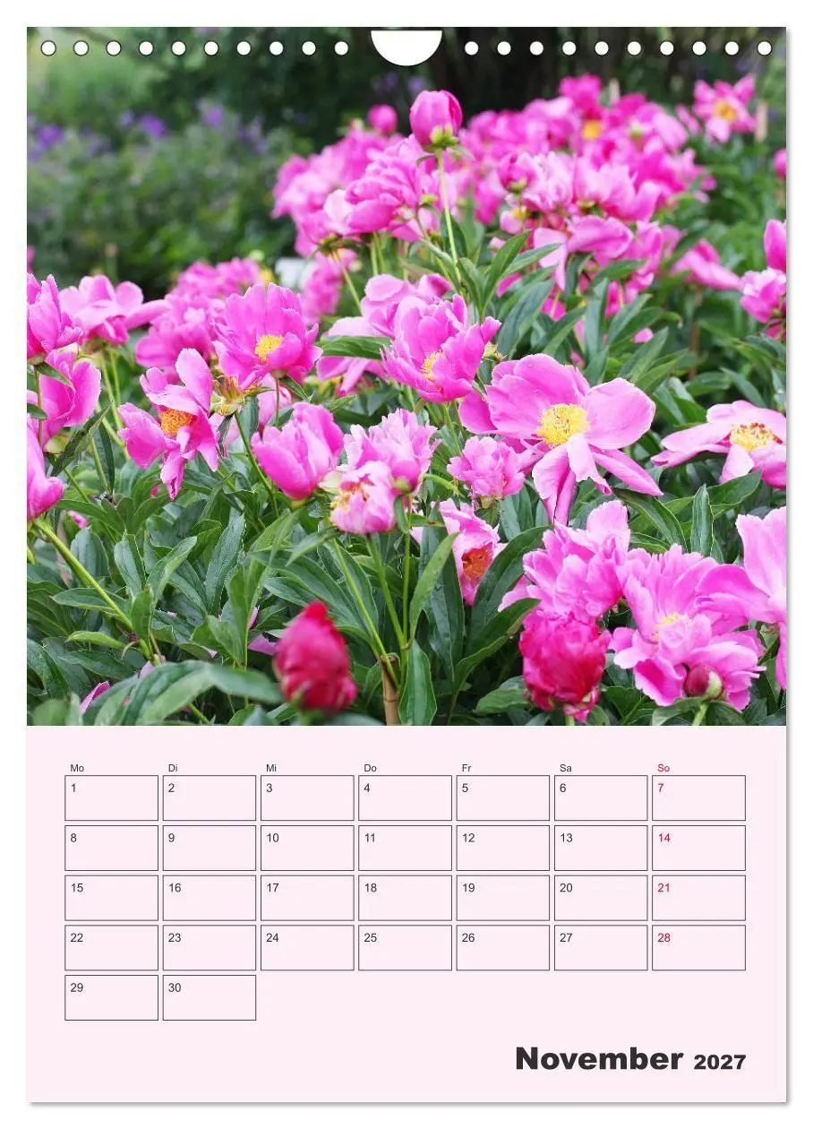 Bild: 9783569693951 | Pfingstrosen Rosen ohne Dornen (Wandkalender 2027 DIN A4 hoch),...