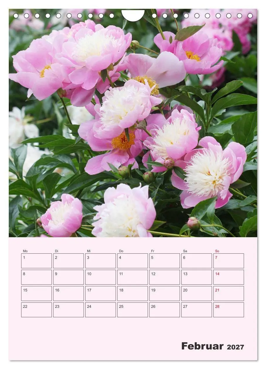 Bild: 9783569693951 | Pfingstrosen Rosen ohne Dornen (Wandkalender 2027 DIN A4 hoch),...