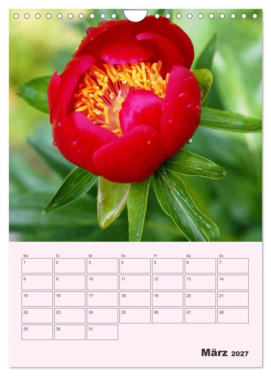 Bild: 9783569693951 | Pfingstrosen Rosen ohne Dornen (Wandkalender 2027 DIN A4 hoch),...