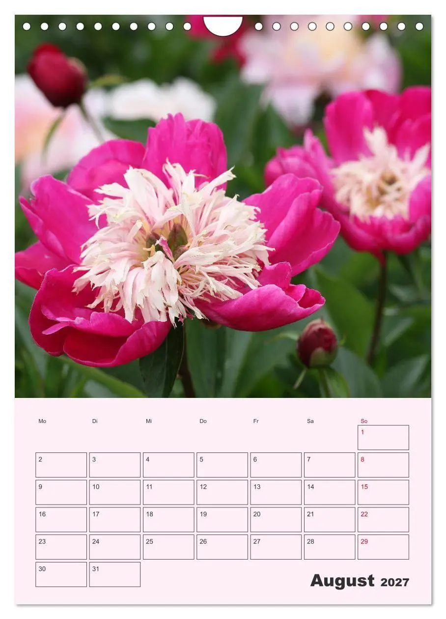 Bild: 9783569693951 | Pfingstrosen Rosen ohne Dornen (Wandkalender 2027 DIN A4 hoch),...