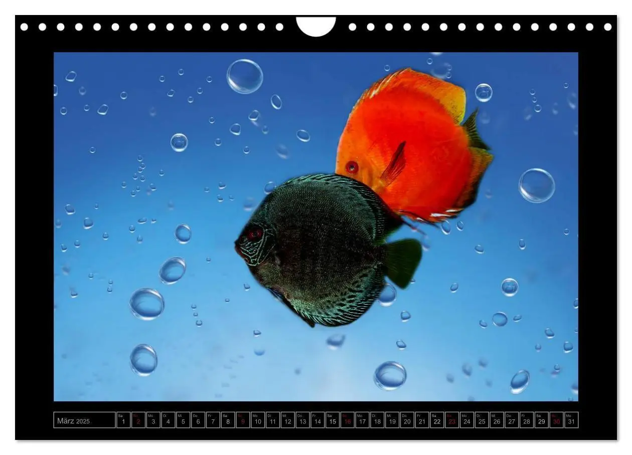 Bild: 9783435824151 | Kalendarische Unterwasserwelt (Wandkalender 2025 DIN A4 quer),...