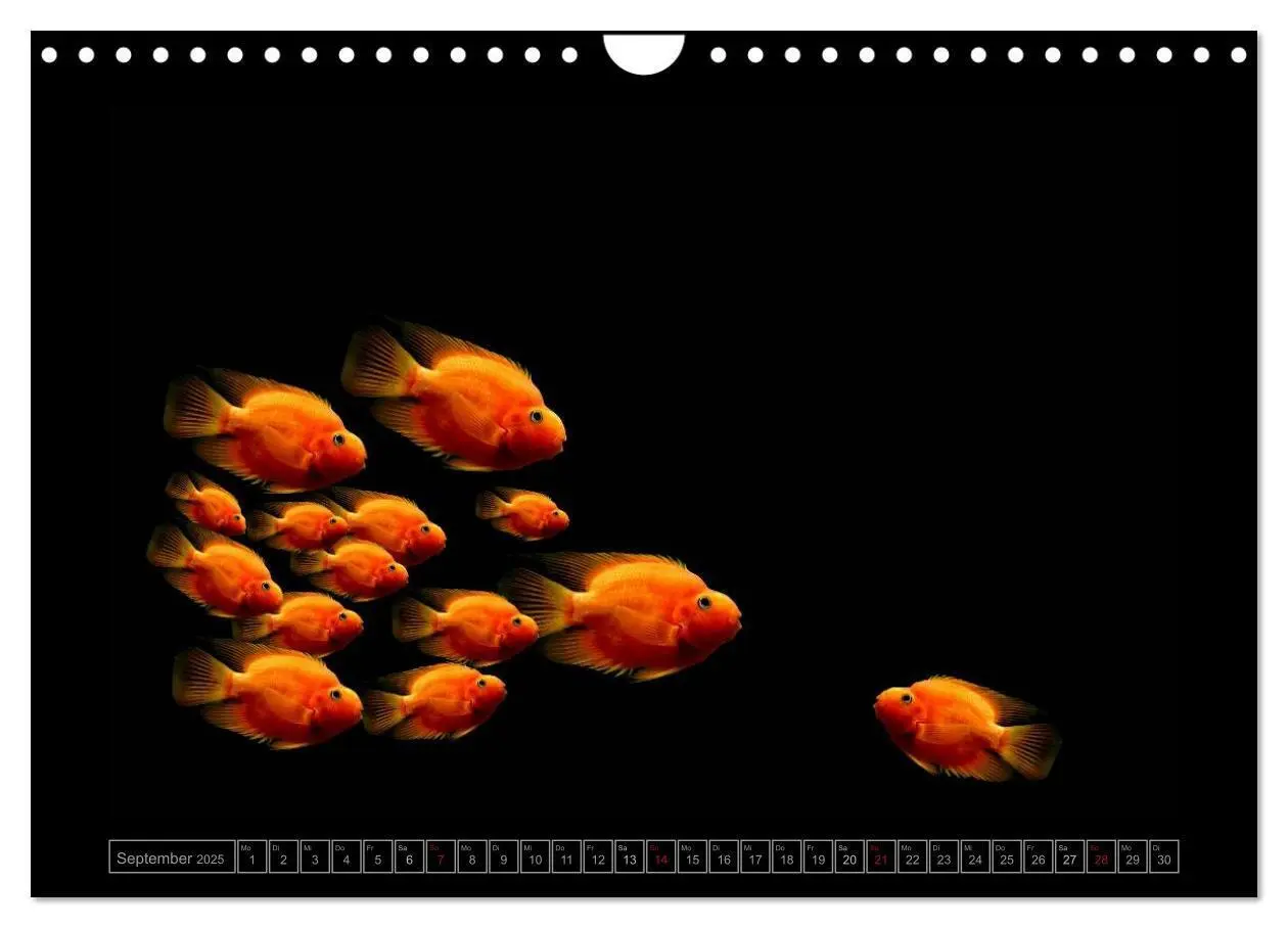 Bild: 9783435824151 | Kalendarische Unterwasserwelt (Wandkalender 2025 DIN A4 quer),...