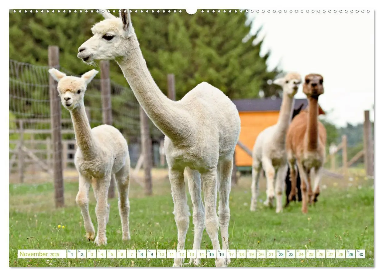 Bild: 9783435364251 | Unvergessliche Begegnungen mit Alpakas (Wandkalender 2025 DIN A2...