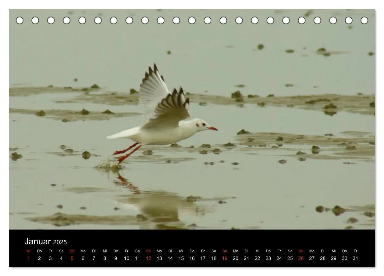 Bild: 9783435814251 | An der Nordsee (Tischkalender 2025 DIN A5 quer), CALVENDO...