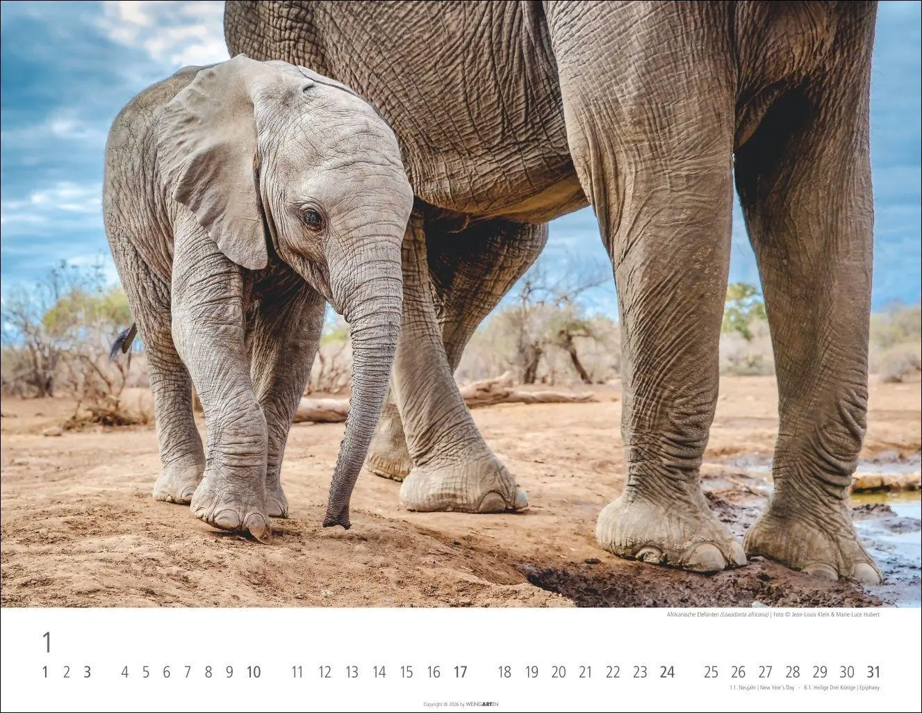 Bild: 9783839904251 | Elefantenbabys Kalender 2027 | Kalender | Tierkalender Weingarten