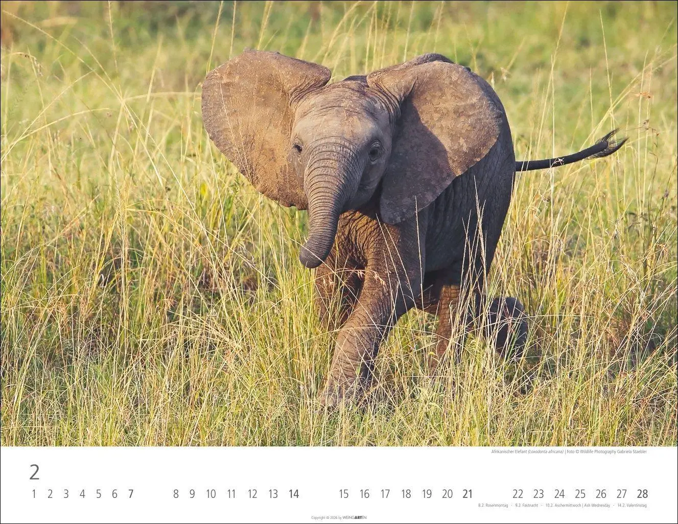 Bild: 9783839904251 | Elefantenbabys Kalender 2027 | Kalender | Tierkalender Weingarten