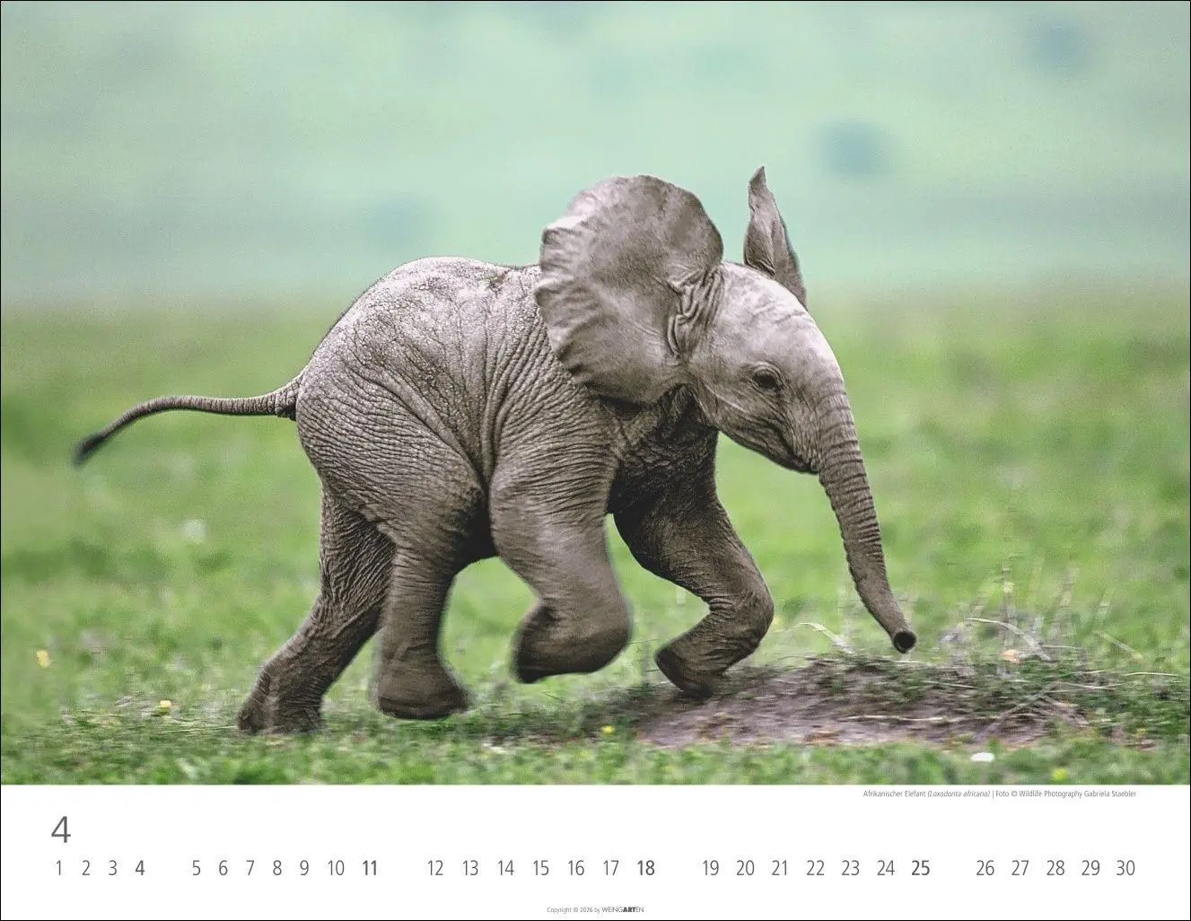 Bild: 9783839904251 | Elefantenbabys Kalender 2027 | Kalender | Tierkalender Weingarten