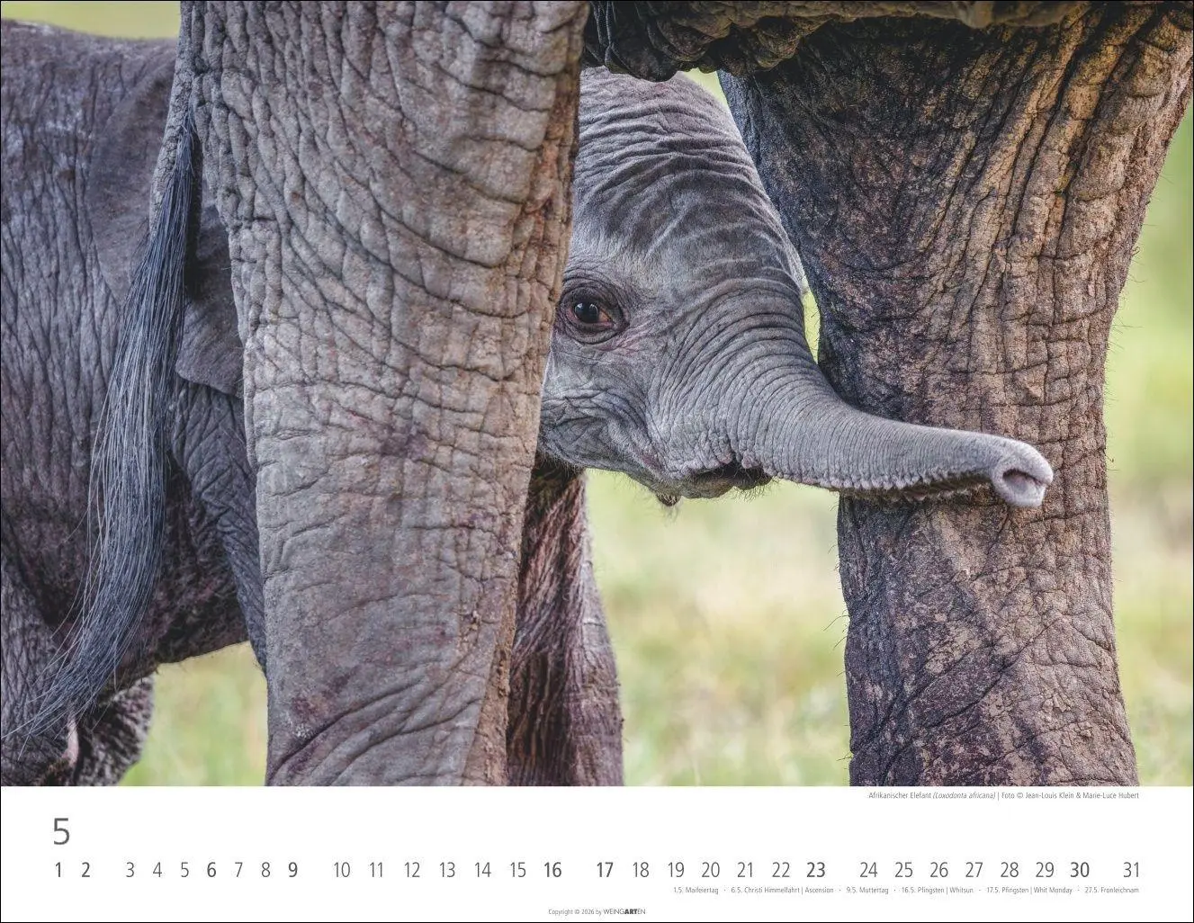 Bild: 9783839904251 | Elefantenbabys Kalender 2027 | Kalender | Tierkalender Weingarten