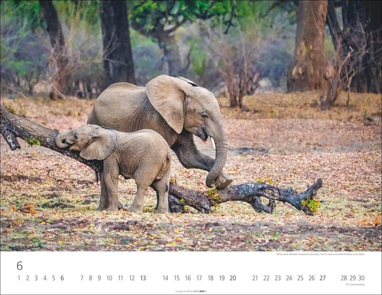 Bild: 9783839904251 | Elefantenbabys Kalender 2027 | Kalender | Tierkalender Weingarten